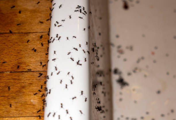 Best Emergency Pest Control  in Tulia, TX
